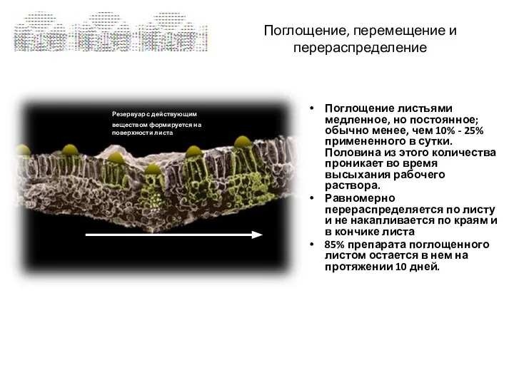 Поглощение, перемещение и перераспределение Поглощение листьями медленное, но постоянное; обычно менее, чем