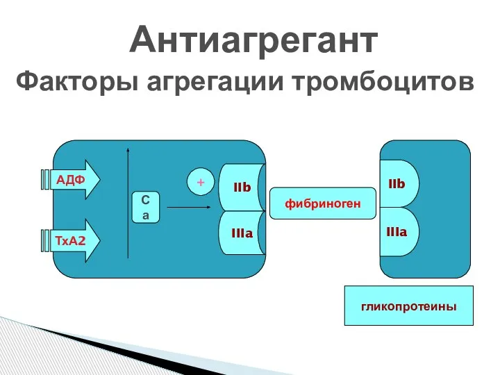 Антиагреганты Факторы агрегации тромбоцитов фибриноген АДФ ТхА2 Са + IIb IIIa IIb IIIa гликопротеины