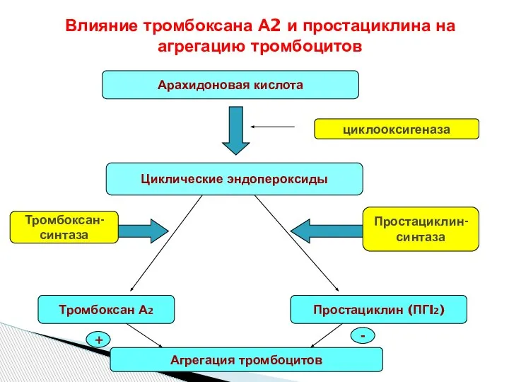 Влияние тромбоксана А2 и простациклина на агрегацию тромбоцитов Арахидоновая кислота Циклические эндопероксиды