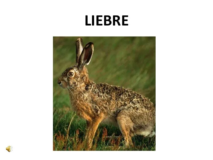 LIEBRE