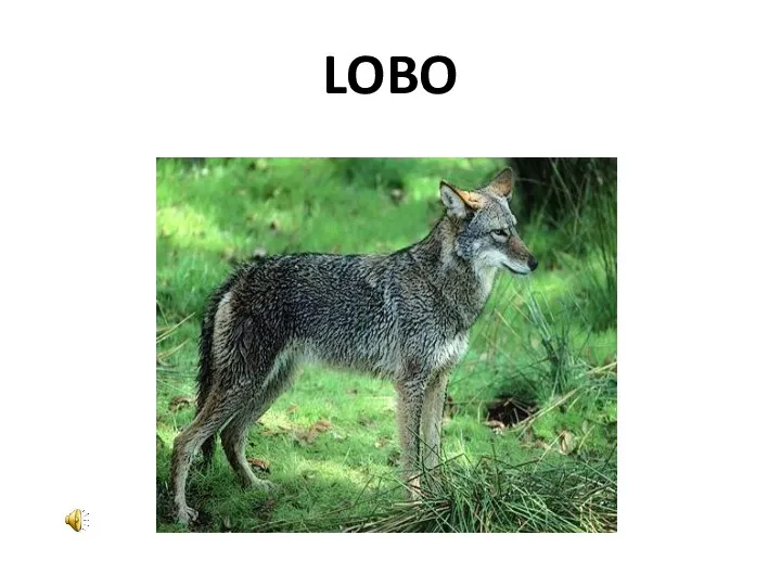 LOBO