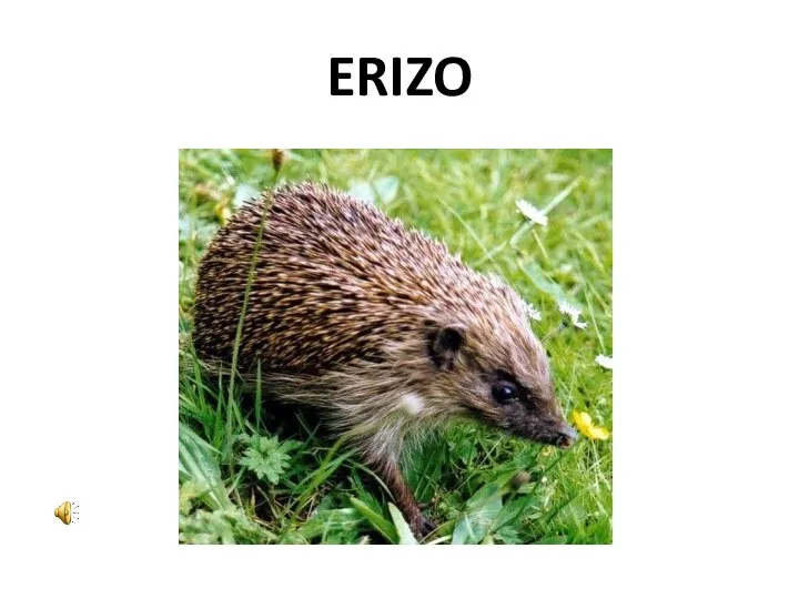 ERIZO