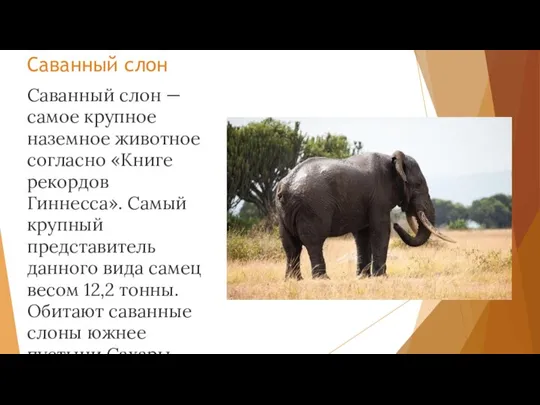Саванный слон Саванный слон — самое крупное наземное животное согласно «Книге рекордов