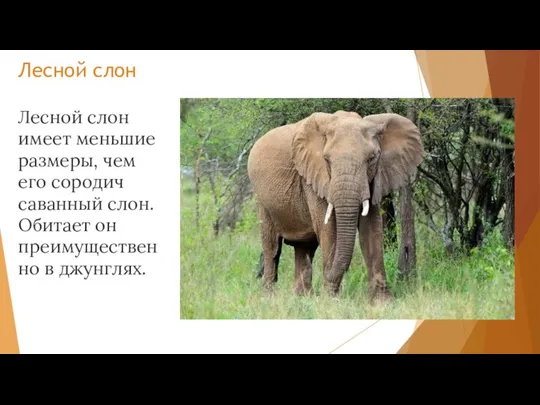 Лесной слон Лесной слон имеет меньшие размеры, чем его сородич саванный слон.