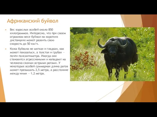 Африканский буйвол Вес взрослых особей около 850 килограммов. Интересно, что при своем