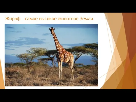 Жираф – самое высокое животное Земли