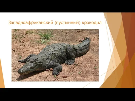 Западноафриканский (пустынный) крокодил