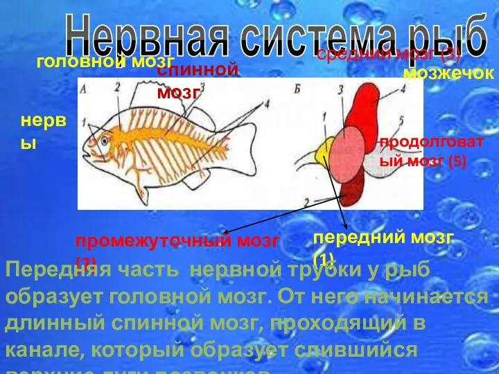 Нервная система рыб спинной мозг головной мозг мозжечок средний мозг (3) передний