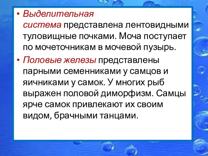 Выделительная система представлена лентовидными туловищные почками. Моча поступает по мочеточникам в мочевой