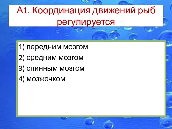 А1. Координация движений рыб регулируется 1) передним мозгом 2) средним мозгом 3) спинным мозгом 4) мозжечком