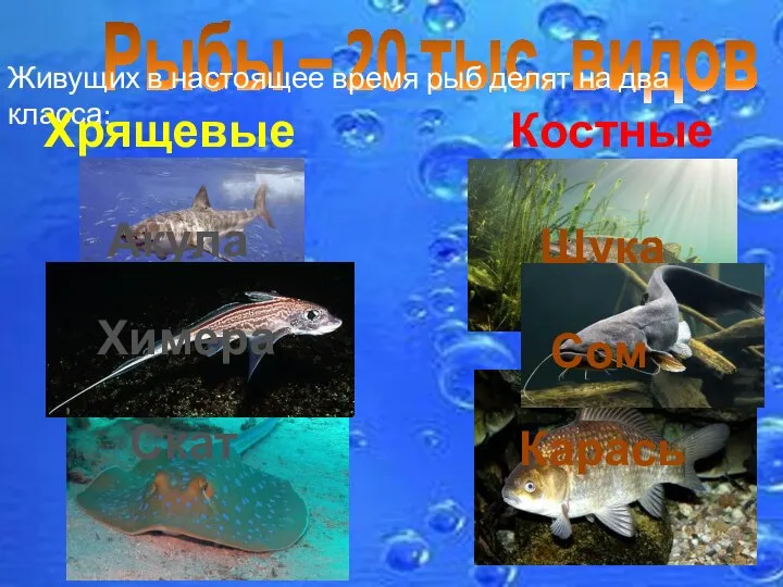 Рыбы – 20 тыс. видов Живущих в настоящее время рыб делят на