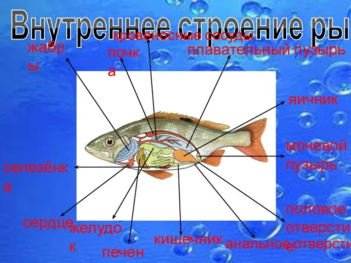 Внутреннее строение рыбы плавательный пузырь яичник мочевой пузырь жабры почка кишечник сердце