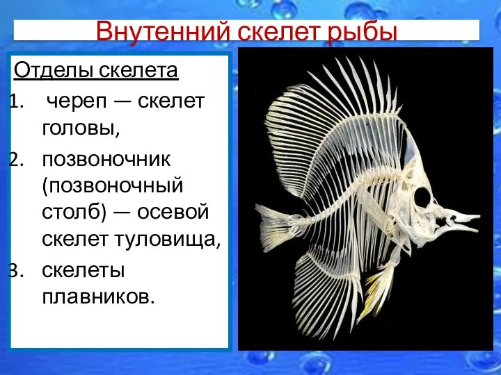 Внутенний скелет рыбы Отделы скелета череп — скелет головы, позвоночник (позвоночный столб)