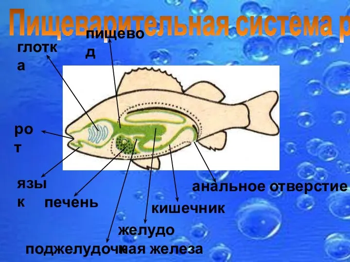 Пищеварительная система рыб рот глотка пищевод анальное отверстие кишечник желудок поджелудочная железа печень язык