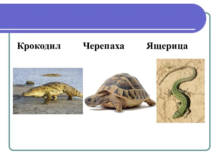 Крокодил Черепаха Ящерица