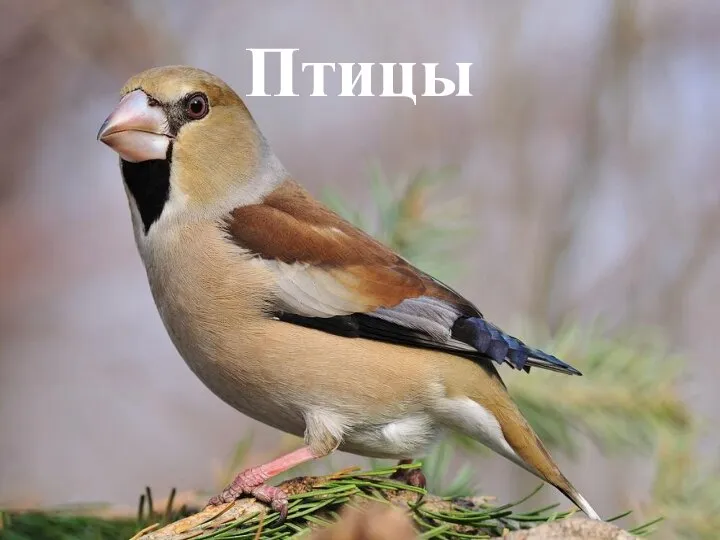 Птицы