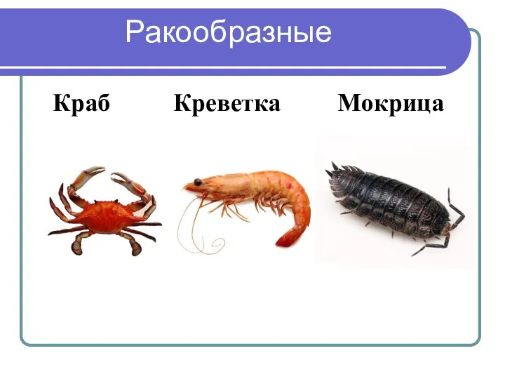 Краб Креветка Мокрица Ракообразные