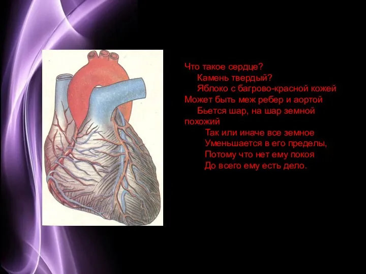 Что такое сердце? Камень твердый? Яблоко с багрово-красной кожей Может быть меж