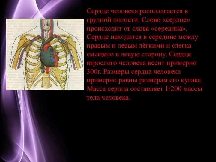 Сердце человека располагается в грудной полости. Слово «сердце» происходит от слова «середина».