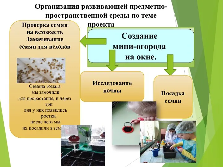 Проверка семян на всхожесть Замачивание семян для всходов Семена томата мы замочили