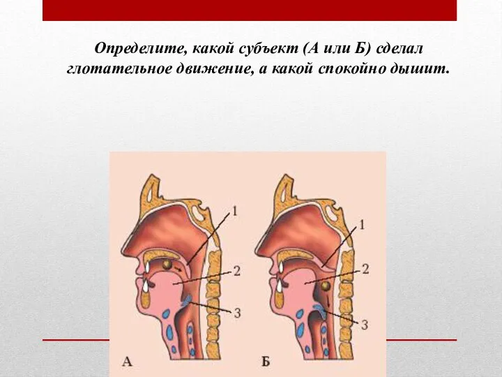 Определите, какой субъект (А или Б) сделал глотательное движение, а какой спокойно дышит.