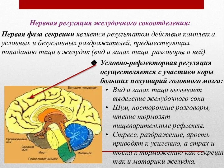 Первая фаза секреции является результатом действия комплекса условных и безусловных раздражителей, предшествующих