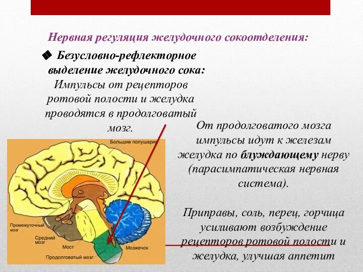 От продолговатого мозга импульсы идут к железам желудка по блуждающему нерву (парасимпатическая