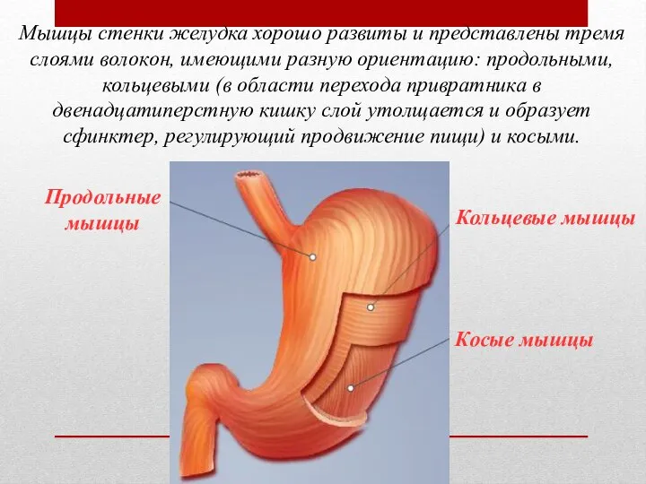 Мышцы стенки желудка хорошо развиты и представлены тремя слоями волокон, имеющими разную