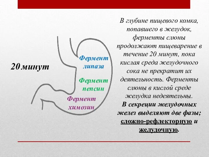 В глубине пищевого комка, попавшего в желудок, ферменты слюны продолжают пищеварение в