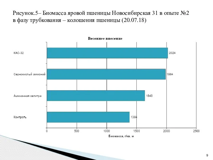 Рисунок.5– Биомасса яровой пшеницы Новосибирская 31 в опыте №2 в фазу трубкования – колошения пшеницы (20.07.18)