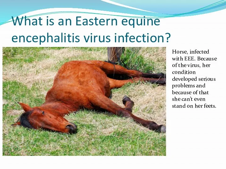 What is an Eastern equine encephalitis virus infection? Horse, infected with EEE.