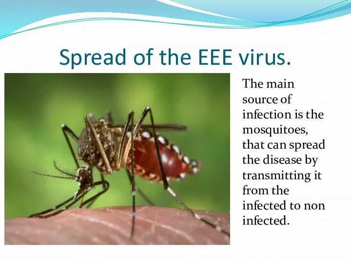 Spread of the EEE virus. The main source of infection is the