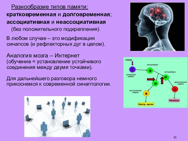 Разнообразие типов памяти: кратковременная и долговременная; ассоциативная и неассоциативная (без положительного подкрепления).