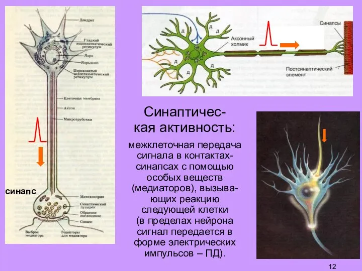 Синаптичес- кая активность: межклеточная передача сигнала в контактах-синапсах с помощью особых веществ