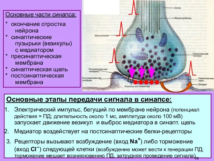 Основные части синапса: * окончание отростка нейрона * синаптические пузырьки (везикулы) с