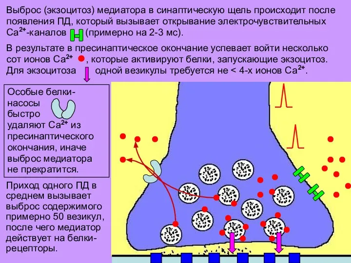 Выброс (экзоцитоз) медиатора в синаптическую щель происходит после появления ПД, который вызывает