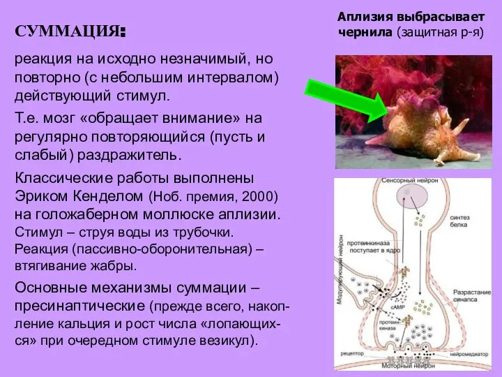 СУММАЦИЯ: реакция на исходно незначимый, но повторно (с небольшим интервалом) действующий стимул.