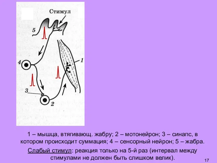 1 – мышца, втягивающ. жабру; 2 – мотонейрон; 3 – синапс, в