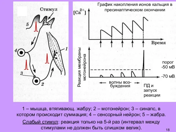 1 – мышца, втягивающ. жабру; 2 – мотонейрон; 3 – синапс, в