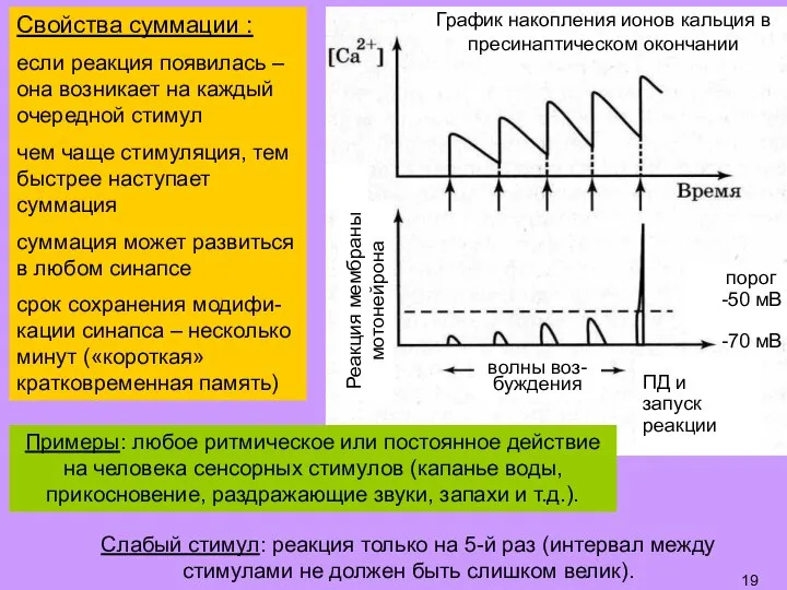 Слабый стимул: реакция только на 5-й раз (интервал между стимулами не должен