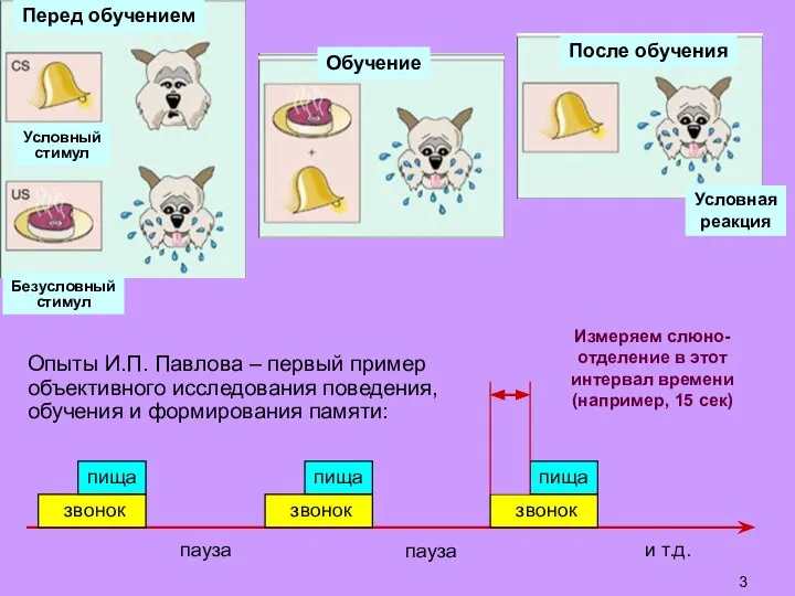 Опыты И.П. Павлова – первый пример объективного исследования поведения, обучения и формирования