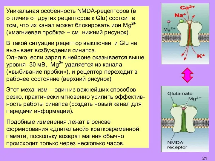 Уникальная особенность NMDA-рецепторов (в отличие от других рецепторов к Glu) состоит в