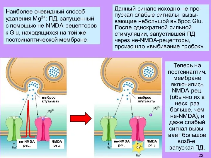Наиболее очевидный способ удаления Mg2+: ПД, запущенный с помощью не-NMDA-рецепторов к Glu,