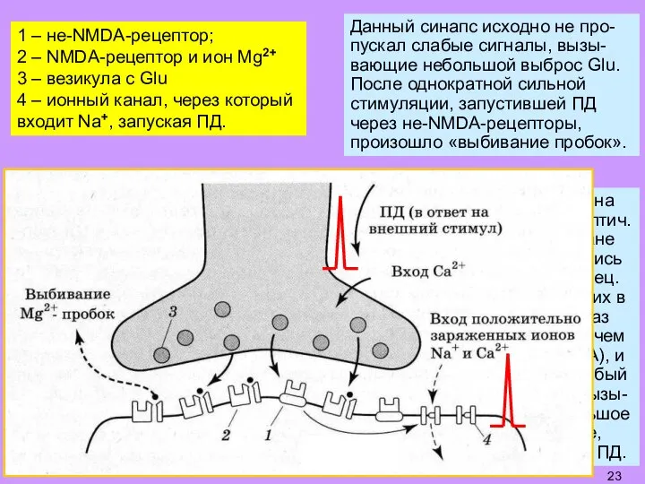 1 – не-NMDA-рецептор; 2 – NMDA-рецептор и ион Mg2+ 3 – везикула