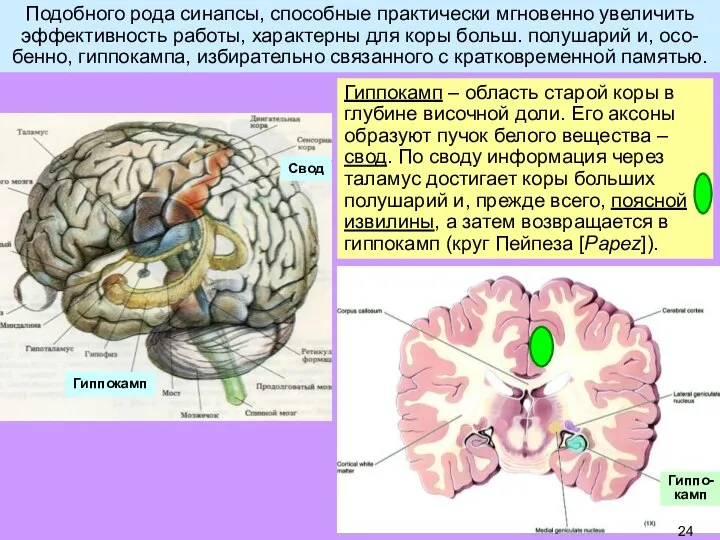 Подобного рода синапсы, способные практически мгновенно увеличить эффективность работы, характерны для коры