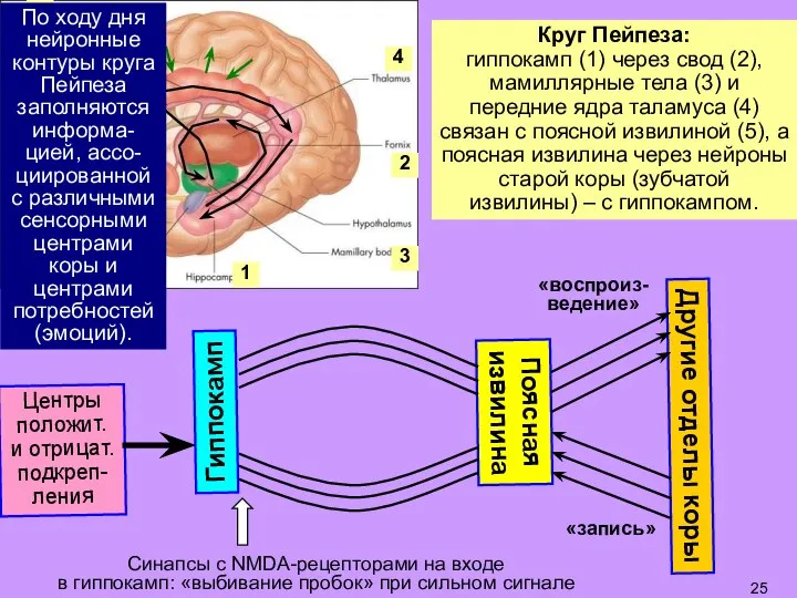 По ходу дня нейронные контуры круга Пейпеза заполняются информа-цией, ассо-циированной с различными