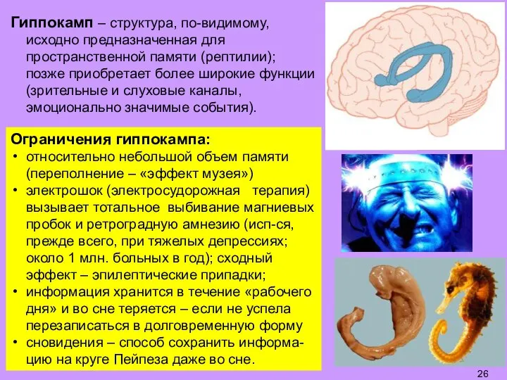 Гиппокамп – структура, по-видимому, исходно предназначенная для пространственной памяти (рептилии); позже приобретает