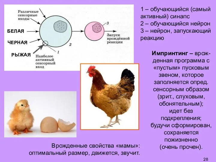 1 – обучающийся (самый активный) синапс 2 – обучающийся нейрон 3 –