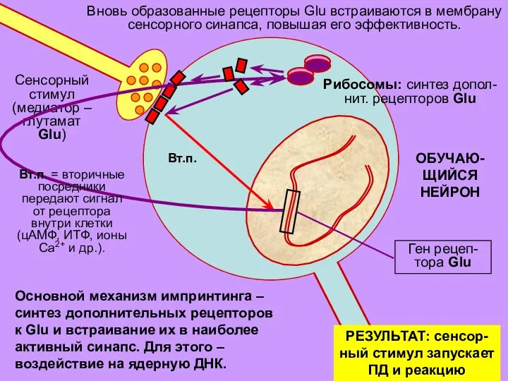 ОБУЧАЮ- ЩИЙСЯ НЕЙРОН Вновь образованные рецепторы Glu встраиваются в мембрану сенсорного синапса,