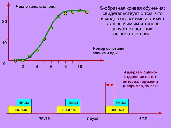 звонок пища пауза пауза и т.д. звонок пища звонок пища Измеряем слюно-